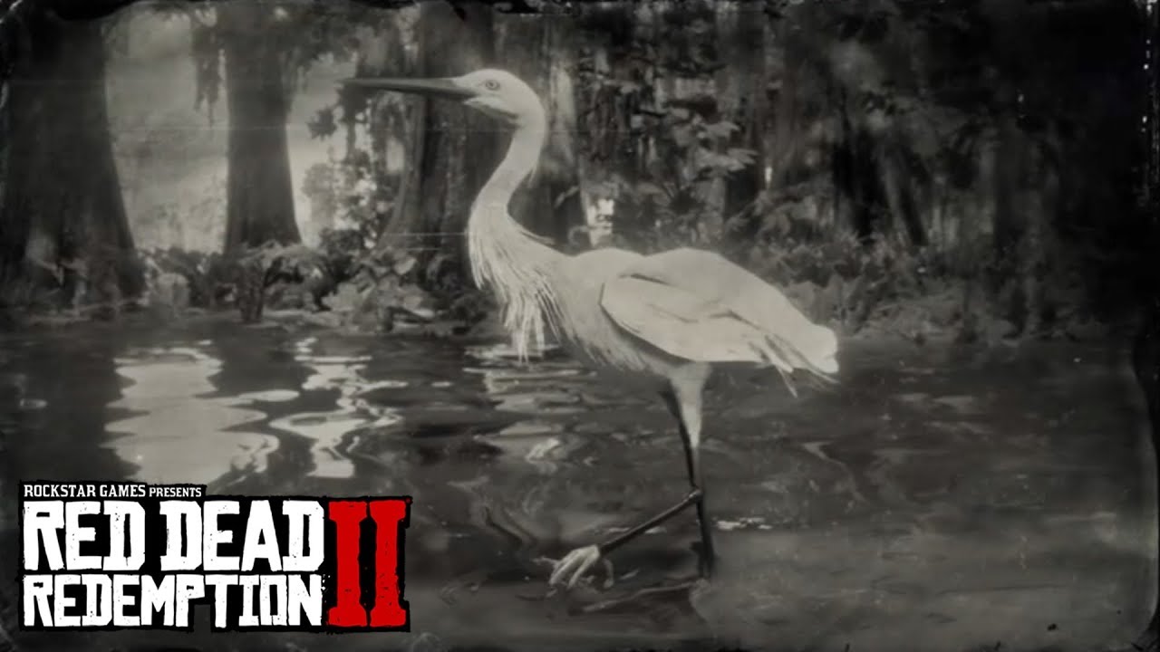 RED DEAD REDEMPTION 2 - Little Egret Location (Little Egret Plume Perfect Egret Carcass Location)