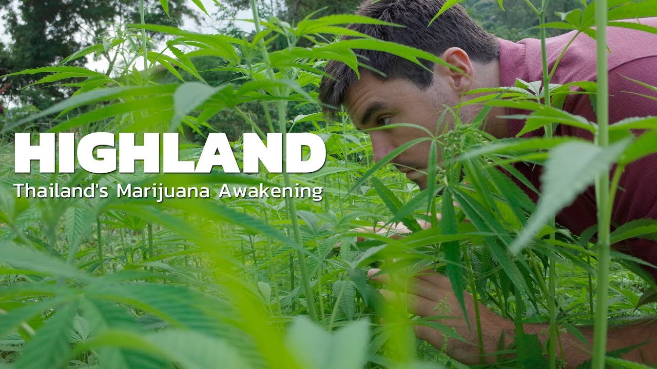 Thailand's Marijuana Legalization Movement | HIGHLAND | Episode 1 (Origins) Excerpt