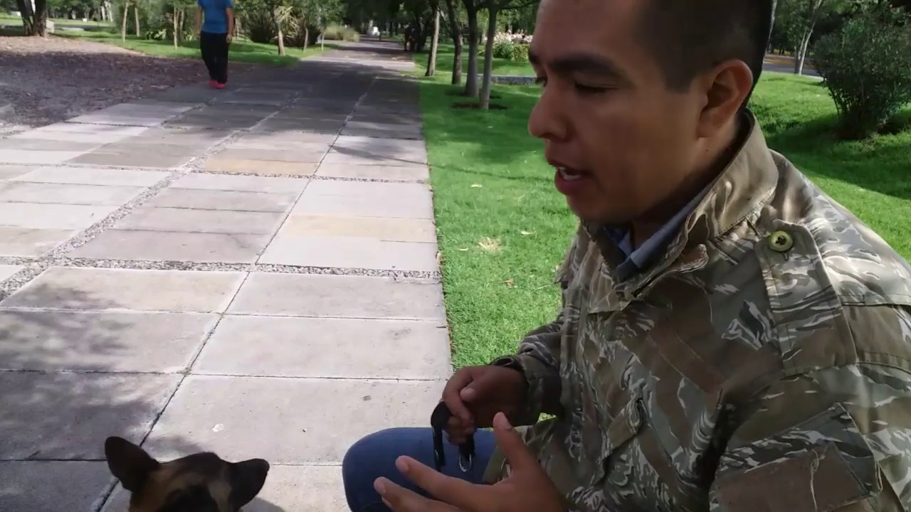 El collar de puas HS, mucho mas que un collar