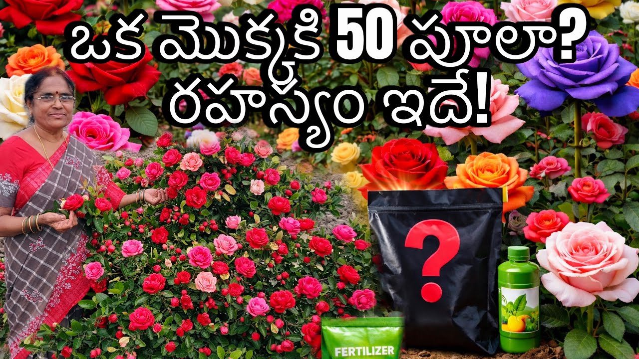 ఒక మొక్కకి 50 పూలా? రహస్యం ఇదే! 🌹💐