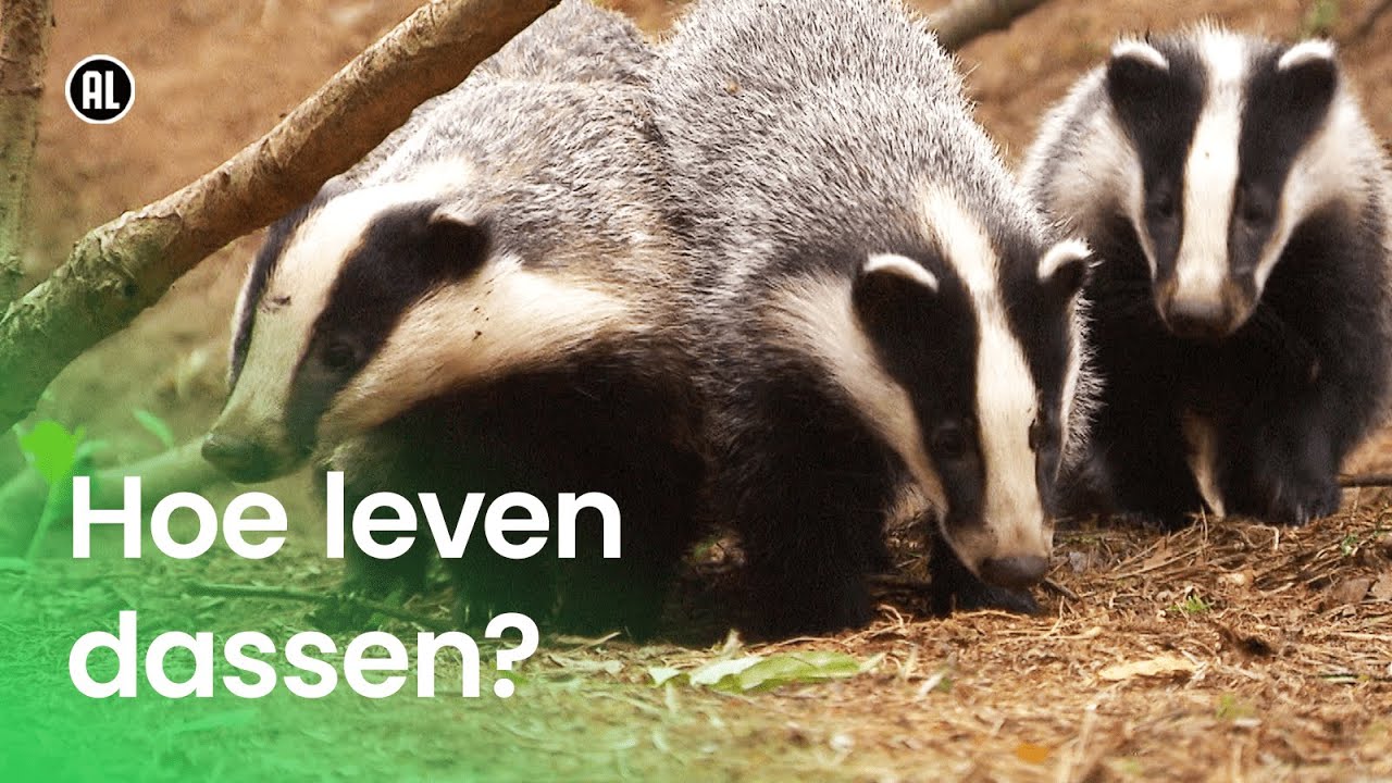 Hoe leven dassen?