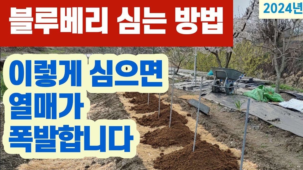 블루베리 심는 방법 - 이렇게 심으면 열매가 폭발합니다