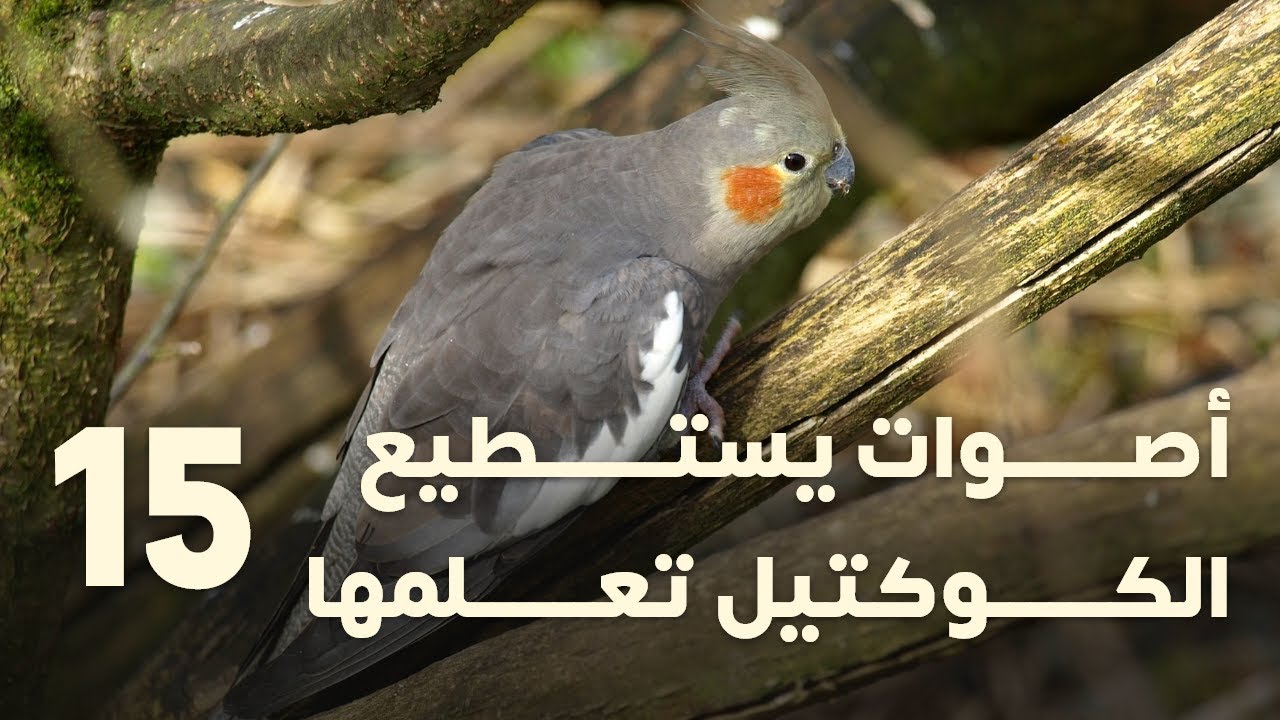 اصوات يستطيع #الكوكتيل تعلمها 15