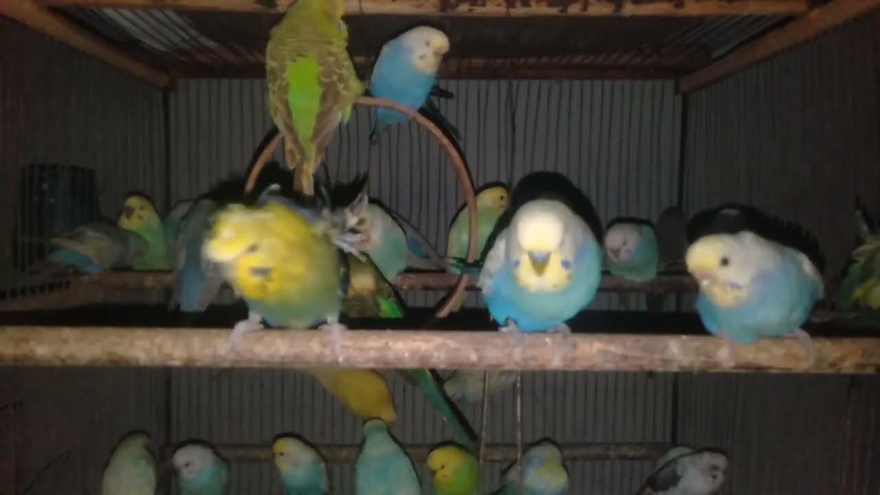 😱ちょっと待って…このセキセイインコの反応なに？