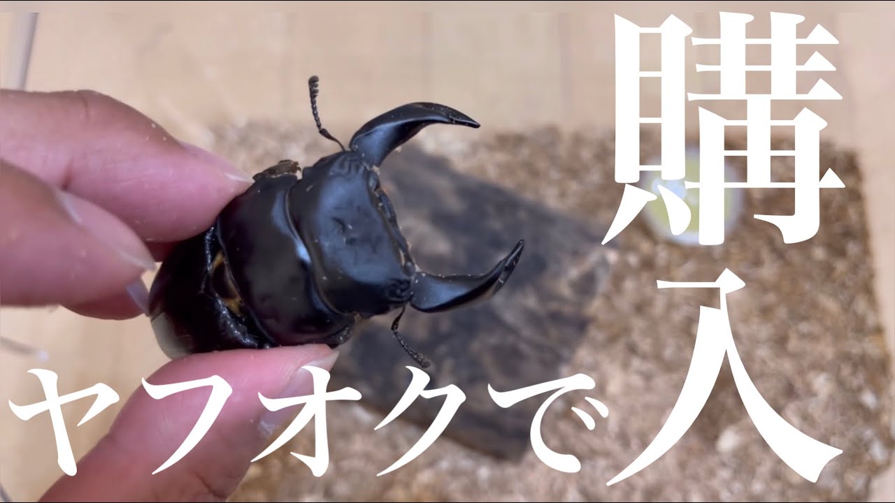 【オオクワガタ】ヤフオクでオオクワガタ(阿古谷産)を購入してみました。