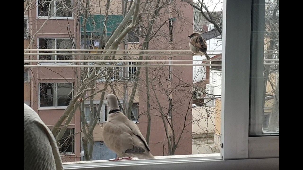 Robin el gorrión....se une a Germán y vigilan juntos el Parque de Robin desde la ventana