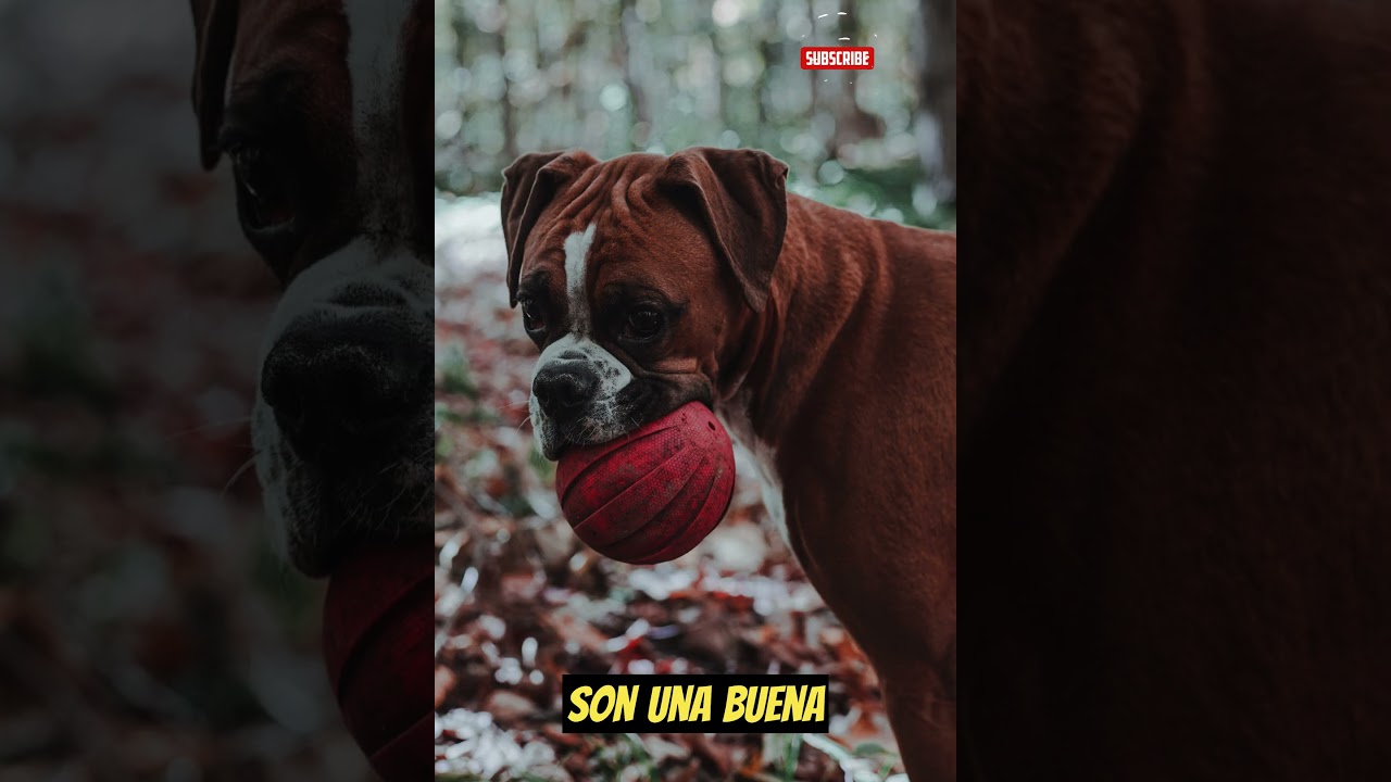 Boxer | Dato Curioso | #shorts #shortsvideo
