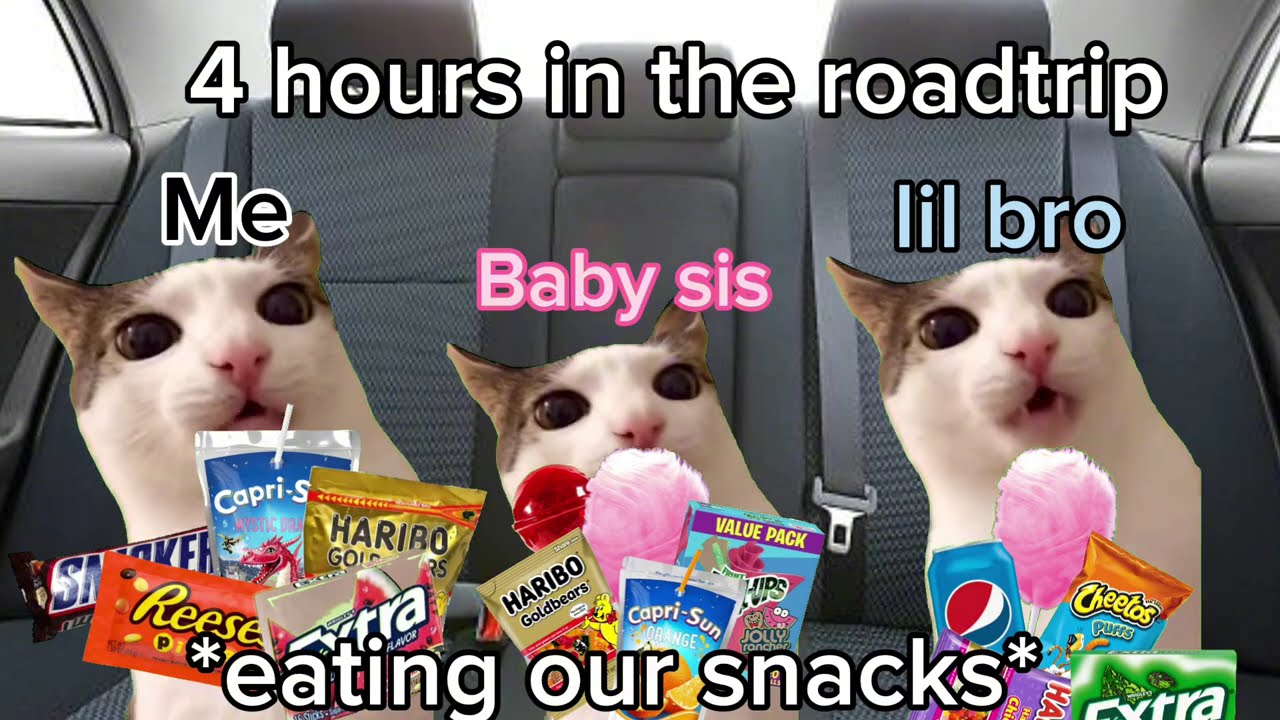 Roadtrip but CATS!🐱 Ep.#1