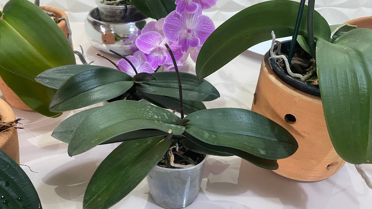 🔴 Replante das Orquídeas, Jiaho’s Pink Girl 🌸🌸🌸 Alure Fragance ! 
