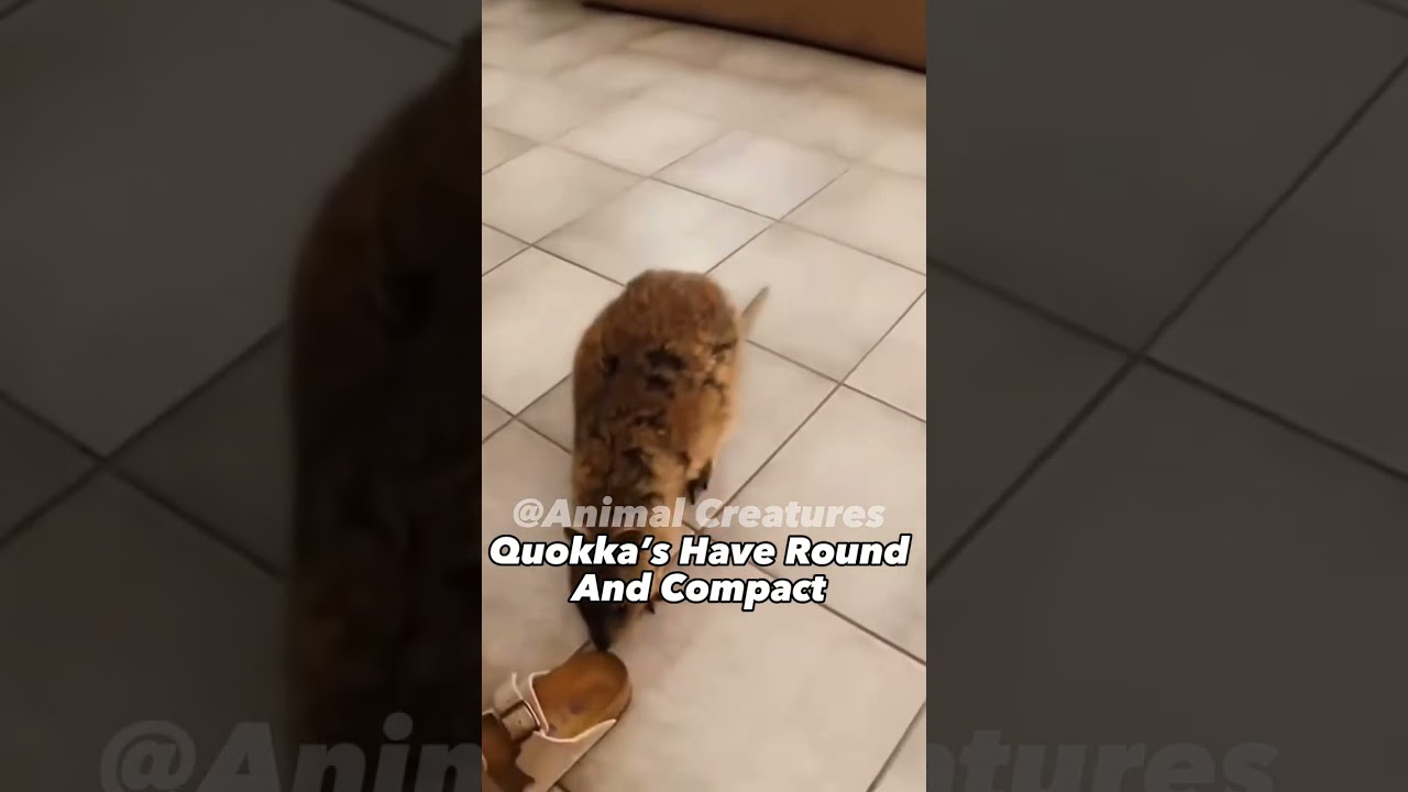 Quokka : Happiest Animal On The Earth.