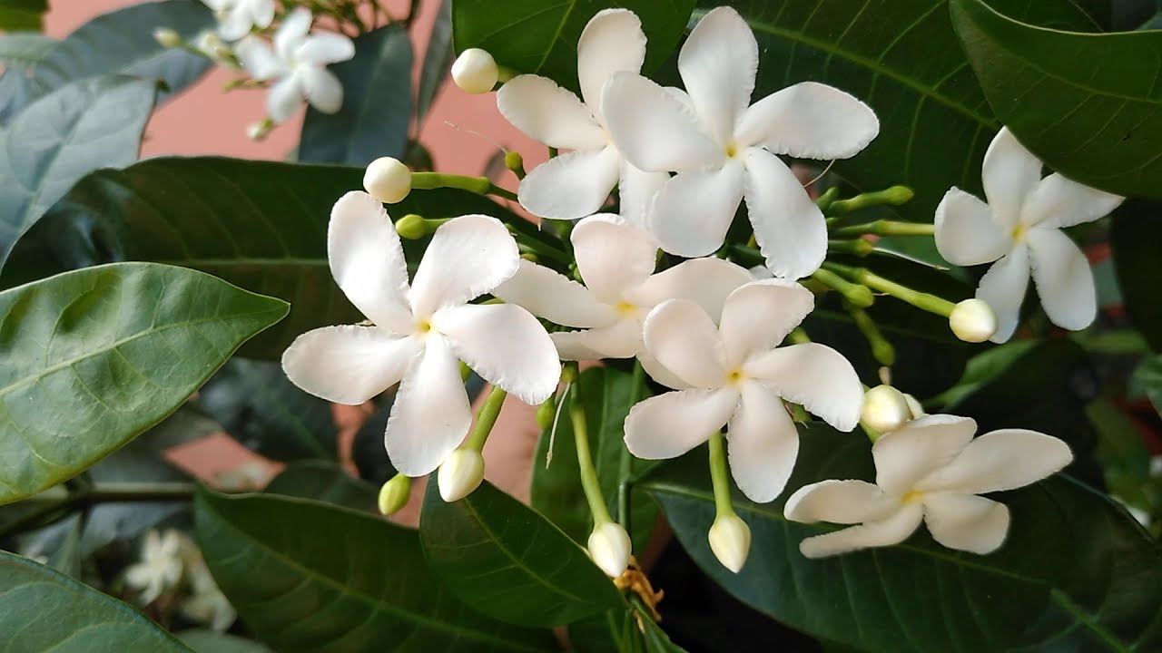 🟢🌼 FLOR DE JASMIM BRANCO  (Planta com muitas fores).