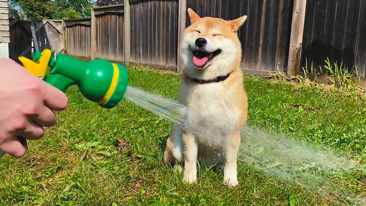 說好的玩水槍，怎麼就開始洗澡了？兩隻柴犬目瞪狗呆