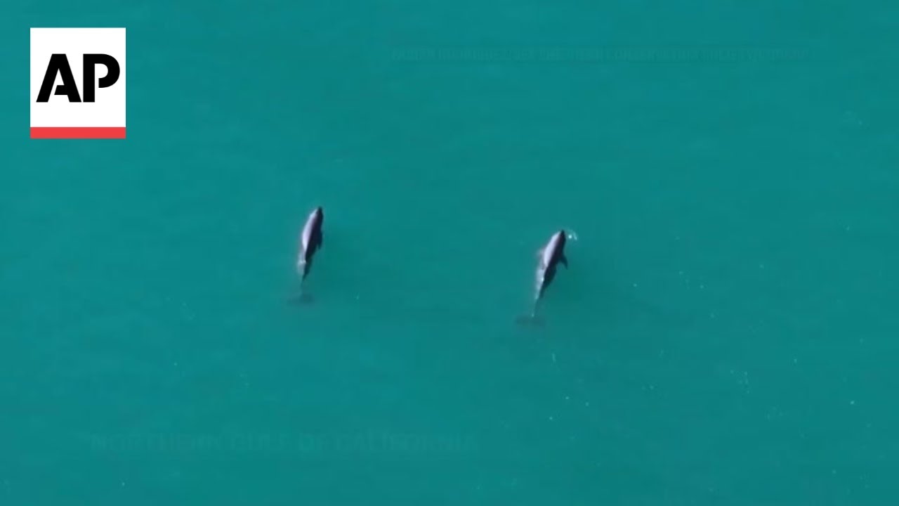 Scientists spot vaquita calves in Mexico, world&rsquo;s rarest marine mammal