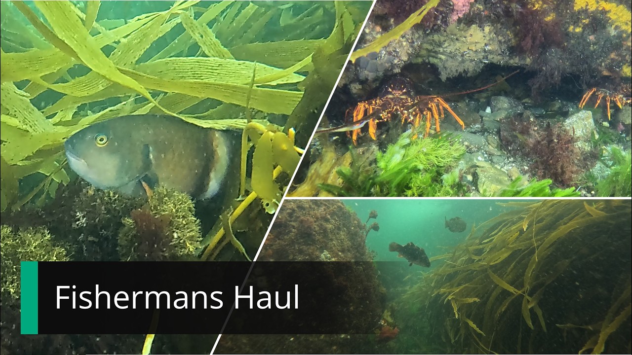 Snorkelling at Fishermans Haul - February 2026