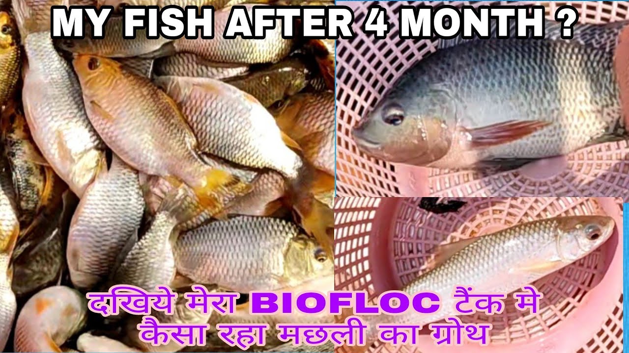 MY COMMON CARP FISH AFTER 120 DAY