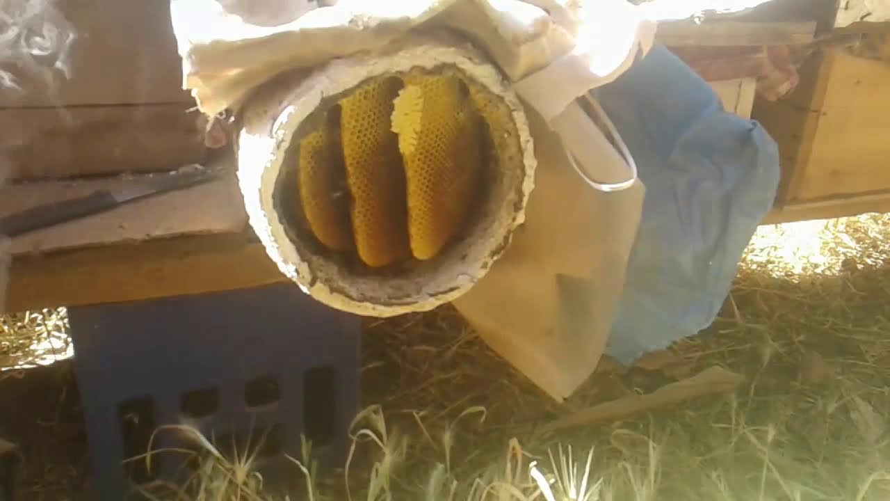 كيفية تربية النحل في المغرب