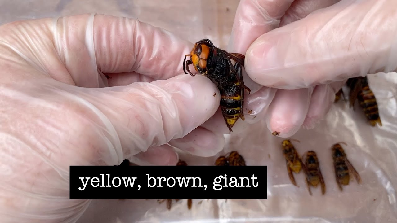 Asian Hornets, yellow, brown, giant