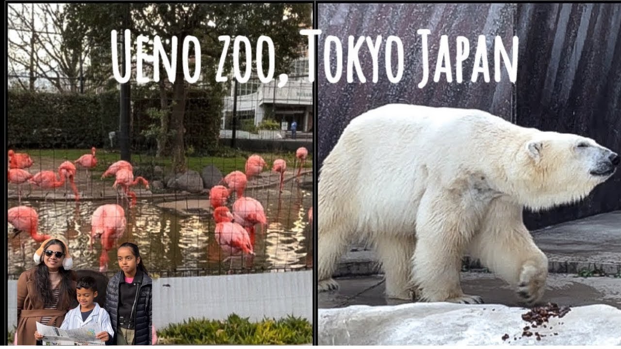 Japan’s 🇯🇵 CRAZIEST Day 😱 | Ueno Zoo, Akihabara & Insane Shopping