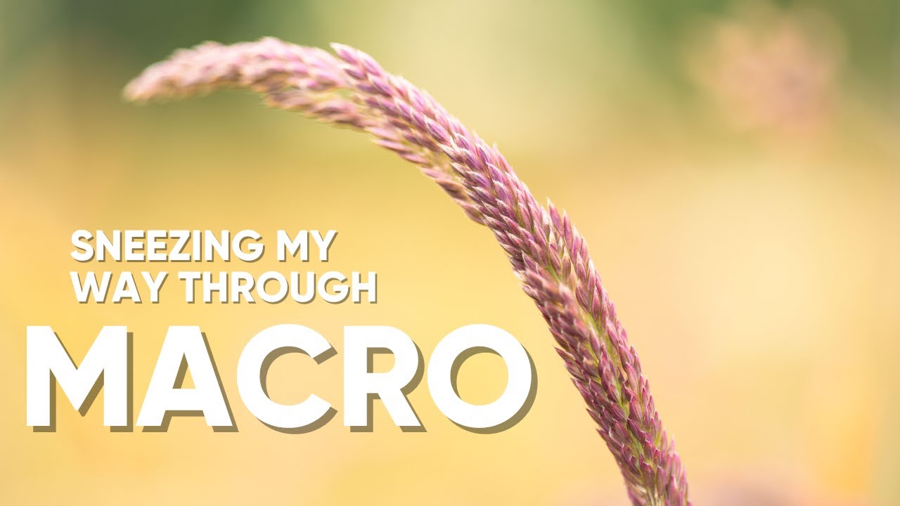 Come For A Wander With A Macro Lens | And Done Over By Hayfever 🤧