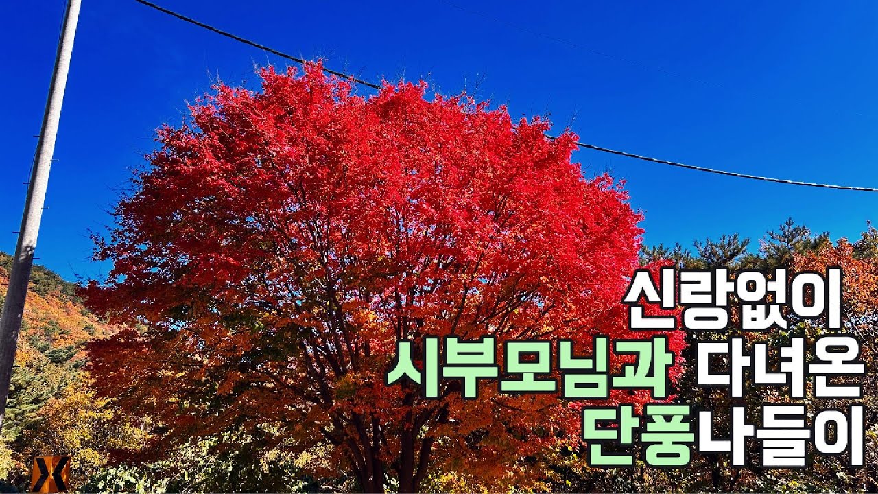 신랑없이 시부모님과 단풍놀이 vlog 울산, 청도 운문사 단풍현황