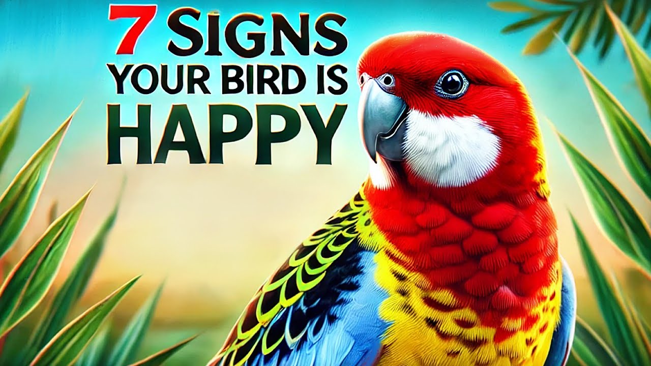 7 Signs Your Bird Is Happy