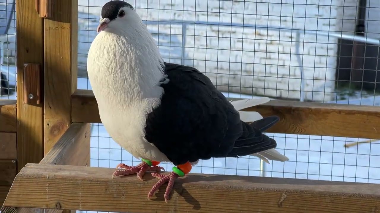 Kaftar afghani/ pigeon in Sweden 8