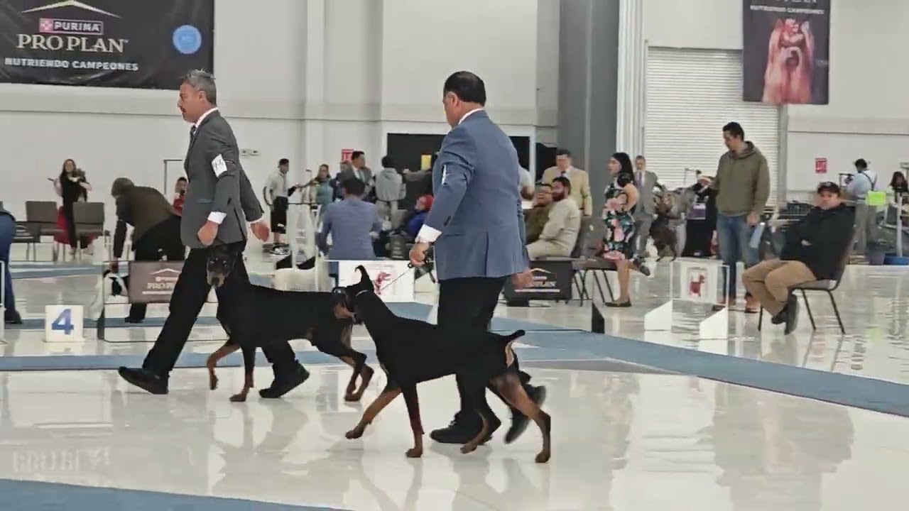 Doberman Expo Torreón 3er día de Exposición 