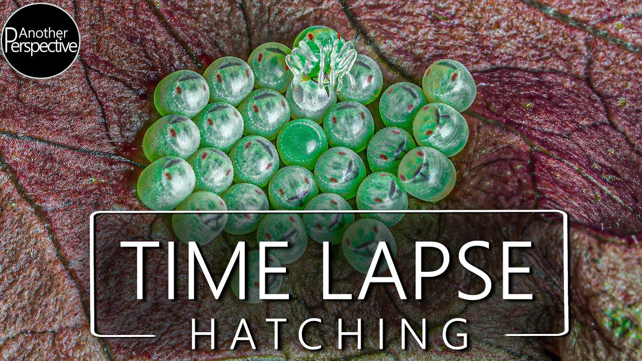 A Macro Story - Hatching Stink bugs Time Lapse