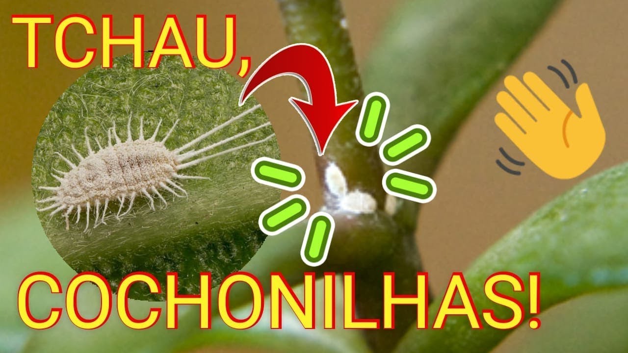 Cochonilhas: APRENDA a INFALÍVEL fórmula para ELIMINAR pragas das plantas
