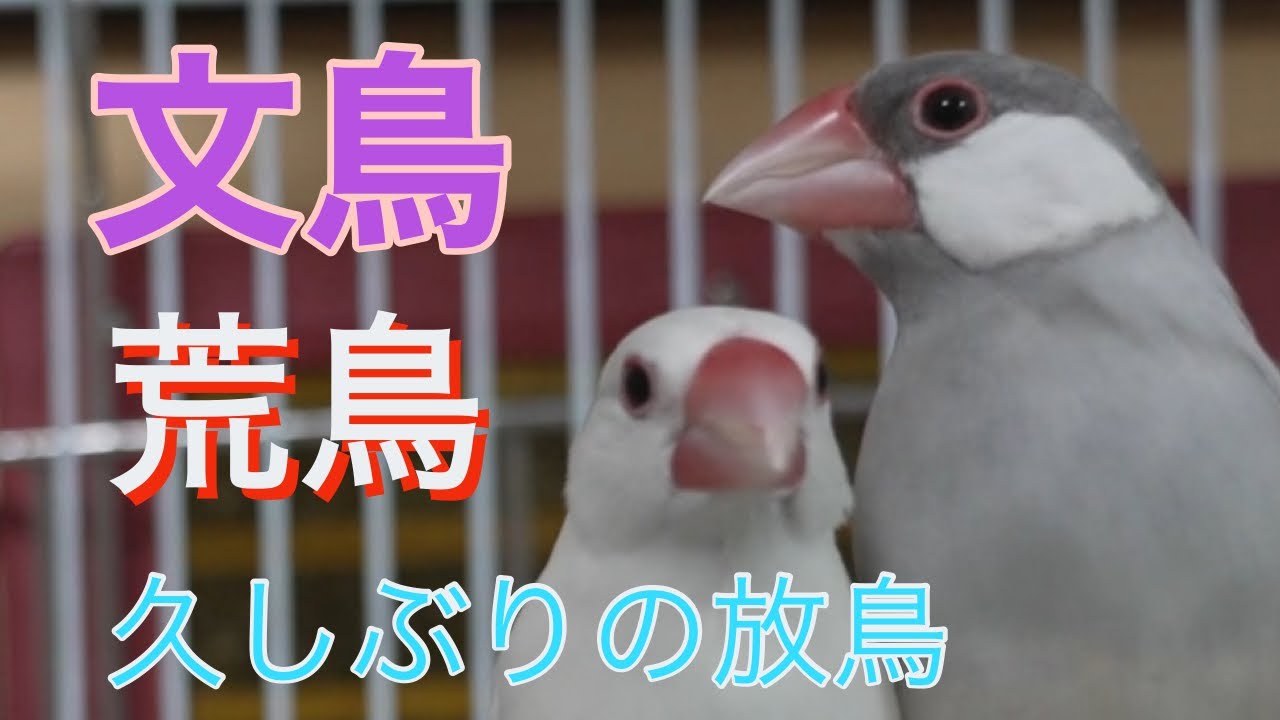 文鳥【荒鳥】放鳥してみた Java sparrow