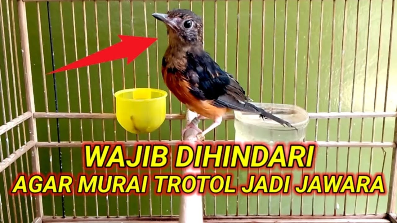 🔴 PANTANGAN MERAWAT MURAIBATU TROTOLAN AGAR MURAIBATU JADI PETARUNG HANDAL ‼️