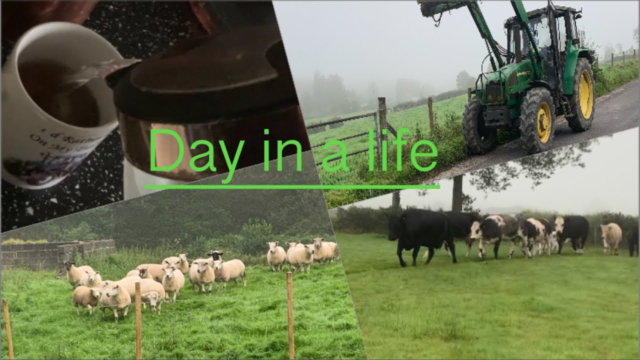 A day in a life on a small farm in wales!!