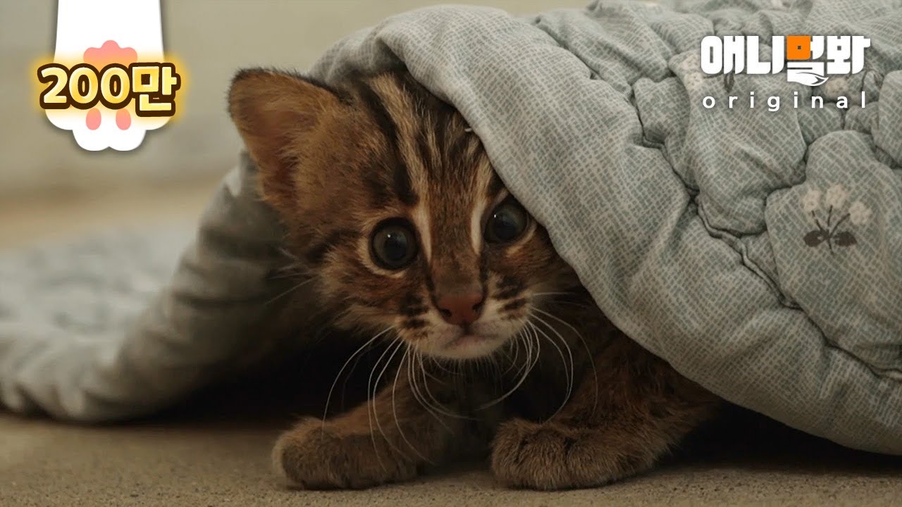 Кот леопарда теряет ITs Дикость встречает друга