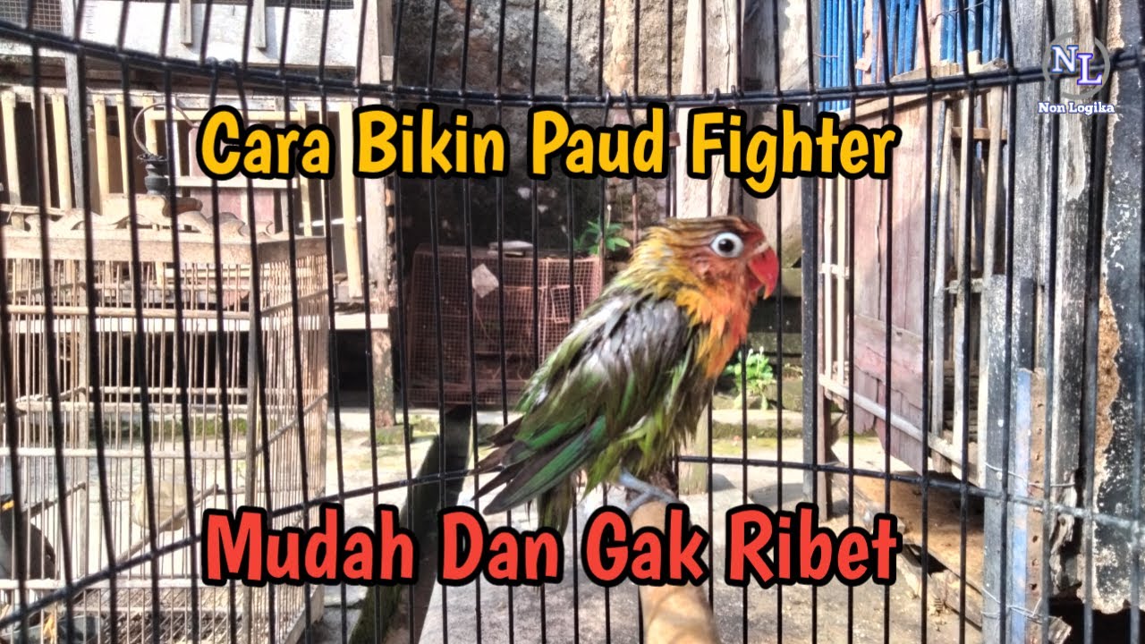 Cara Merawat Lovebird Paud Jadi Single Fighter #hobiburung #lovebirds