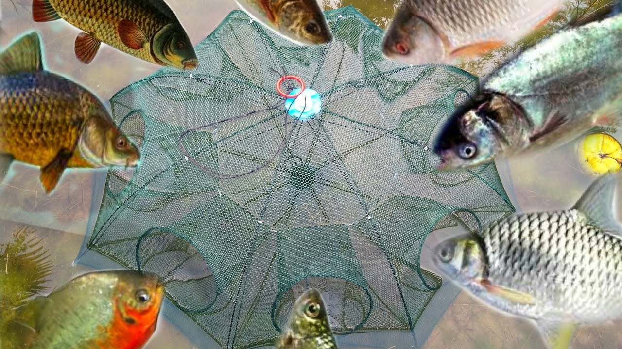 Fishing Video ~ Umbrella fishing trap || Catching fish in Village River With Umbrella Fishing Net