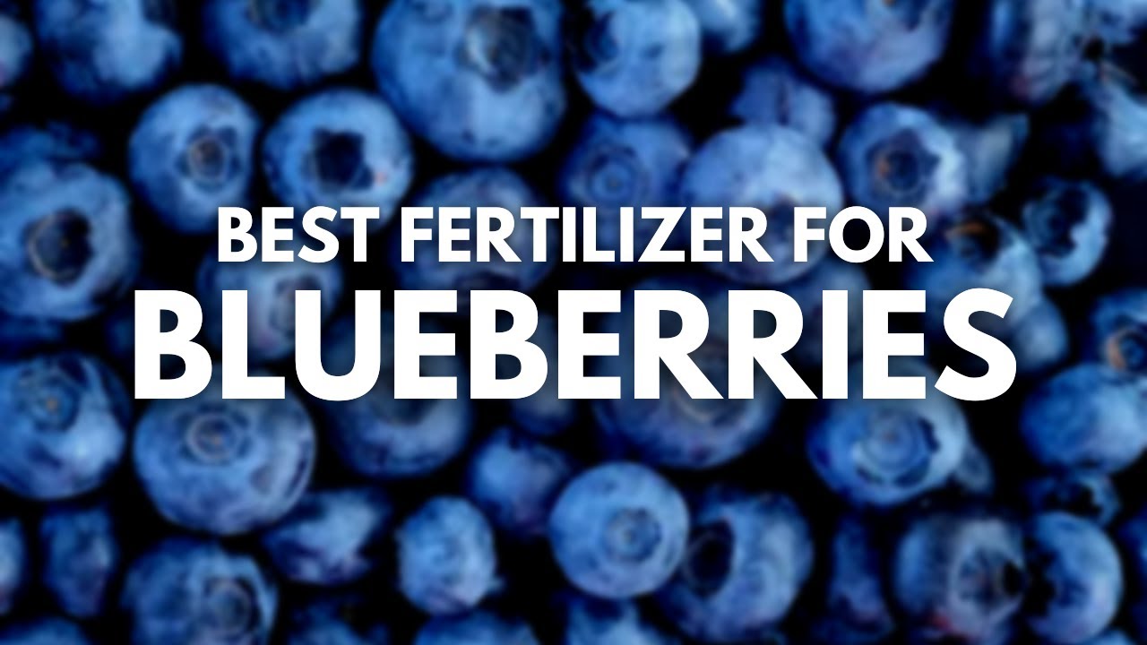 Лучшее удобрение для черники — полезные продукты Berry Berry