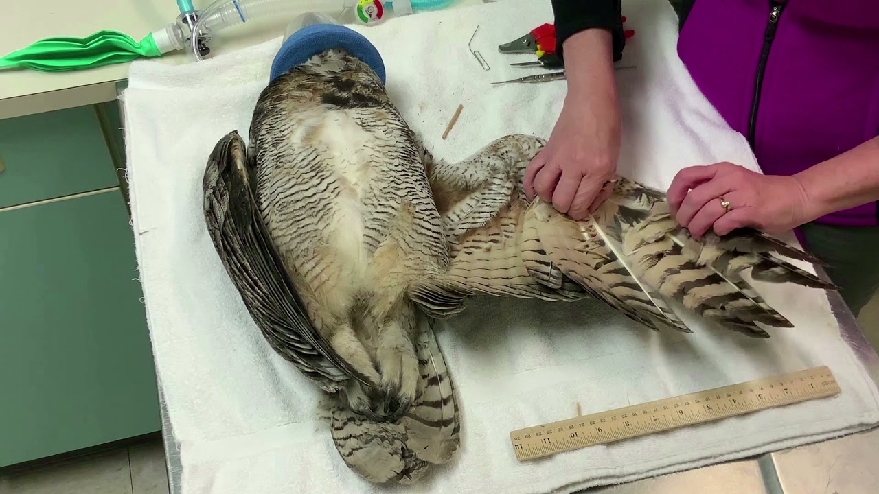 Процесс импинга – техника замены поврежденных перьев у птиц.