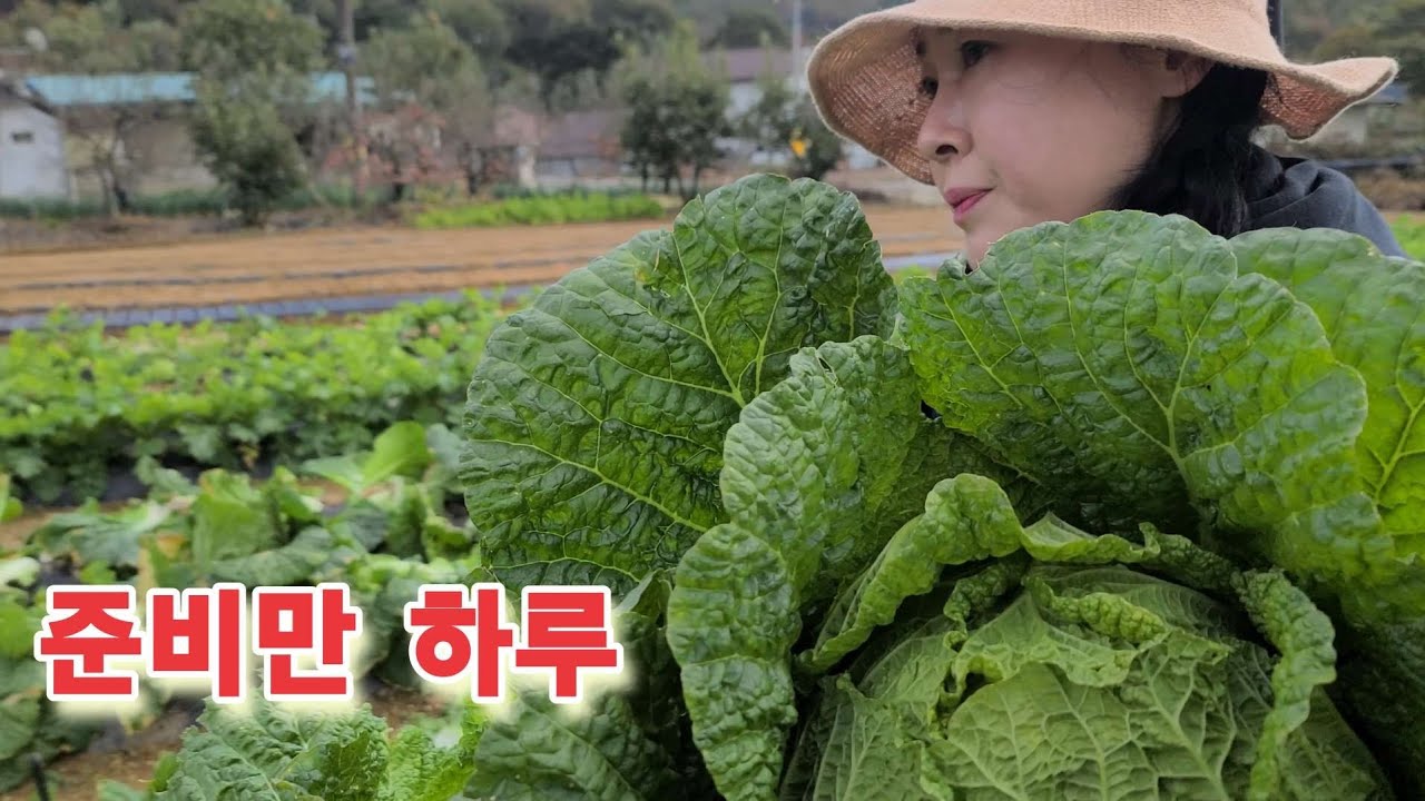 전라도 딸들 배추수확 김장준비 산골 김장의 서막 배추뽑고 마늘까고 추워진날씨에 가족총동원