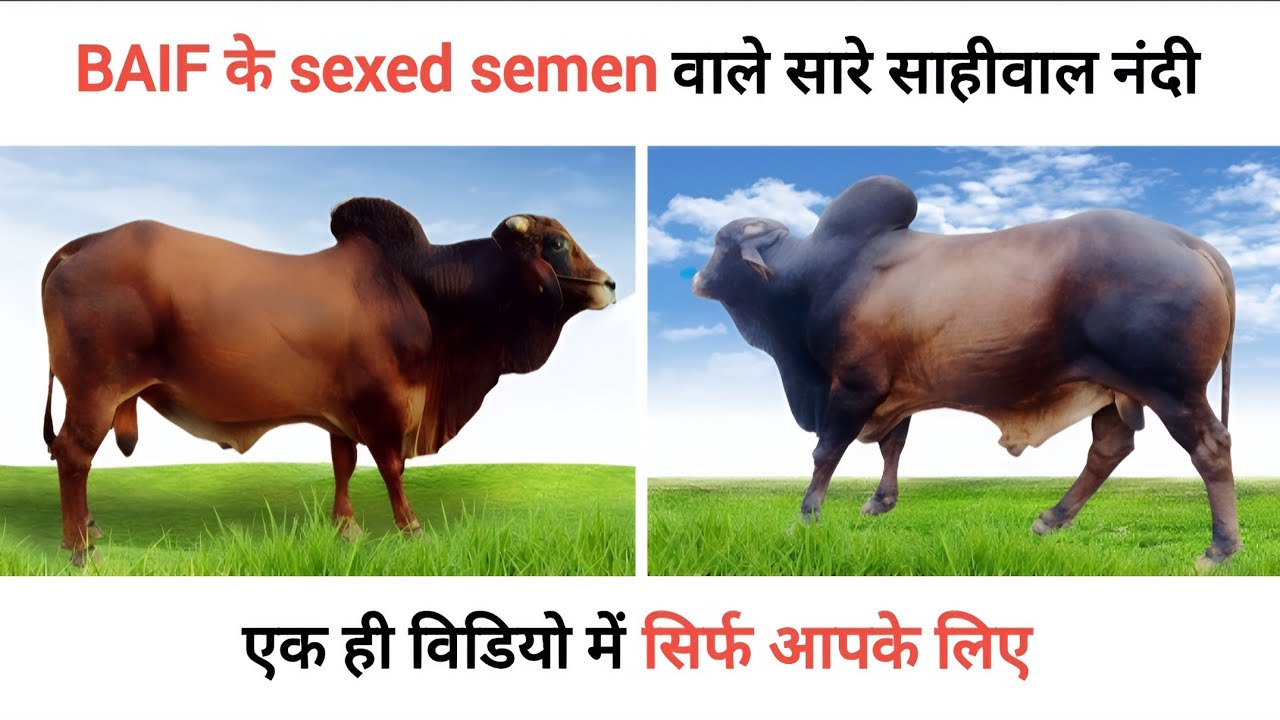 baif के sexed semen वाले सारे sahiwal bull🔥| baif sahiwal bull details | kayamat sahiwal bull