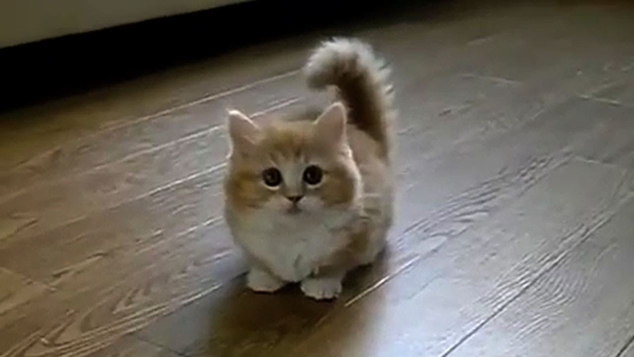 Super cute cats kittens in the world - Compilation 2017