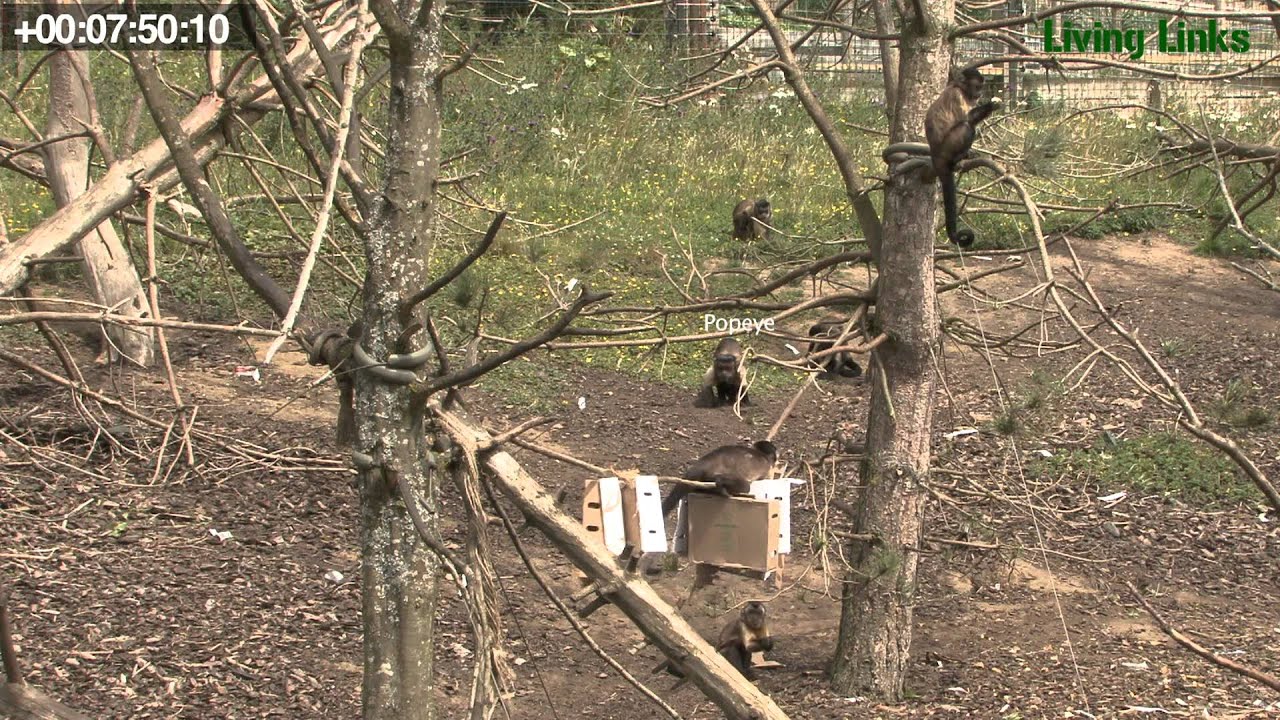 Student resource - 15 minute Animal Behaviour sampling video