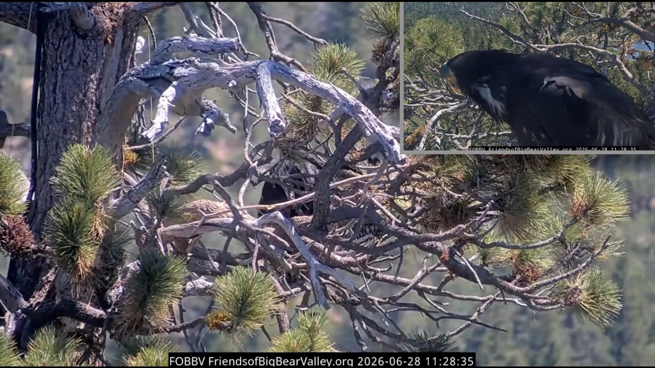 June 28, 2026 | Sandy&rsquo;s Unexpected First Flight | Complete Footage 🦅🐥