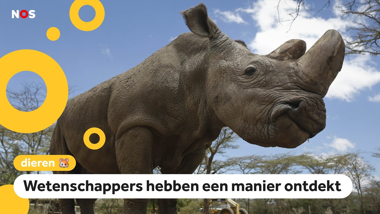 Superzeldzame neushoorn-soort kan waarschijnlijk gered worden