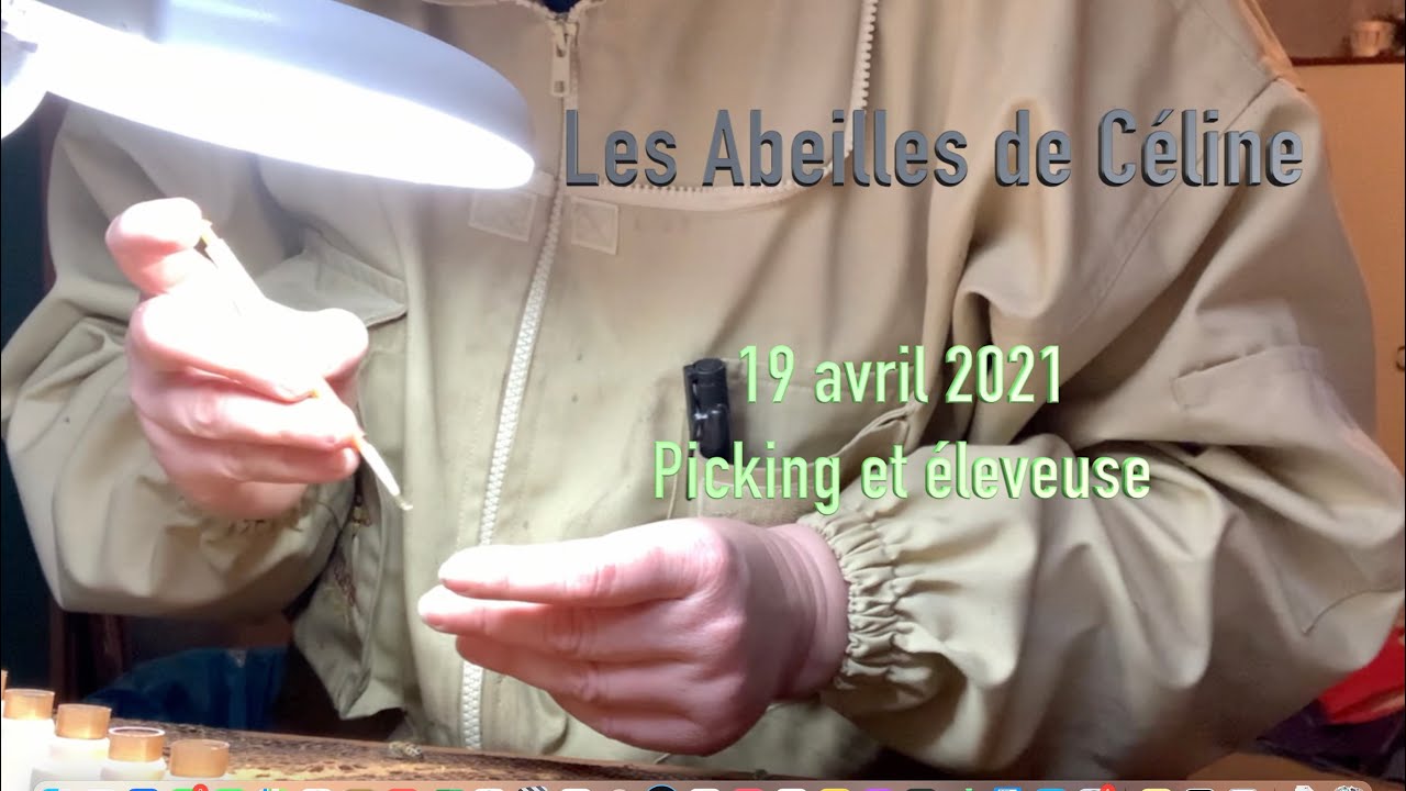 19 avril 2021 Picking et éleveuse