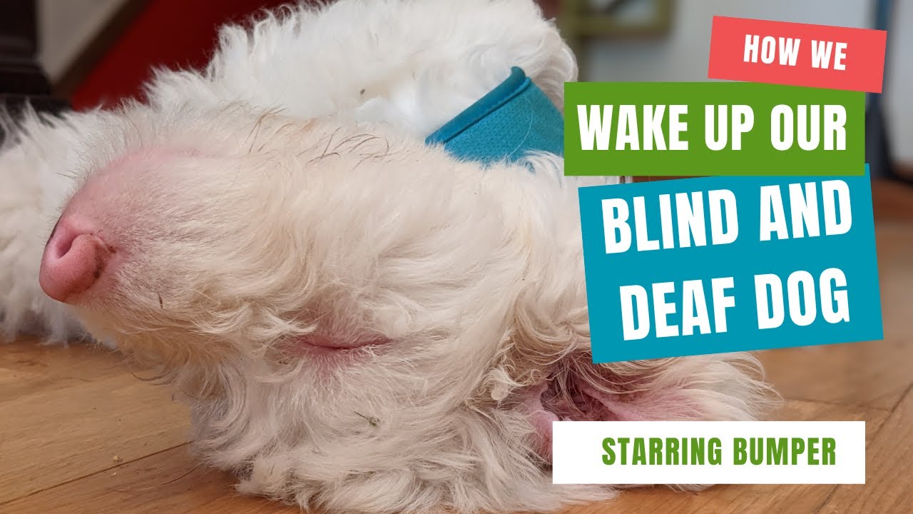 How we wake up our Blind and Deaf Dog