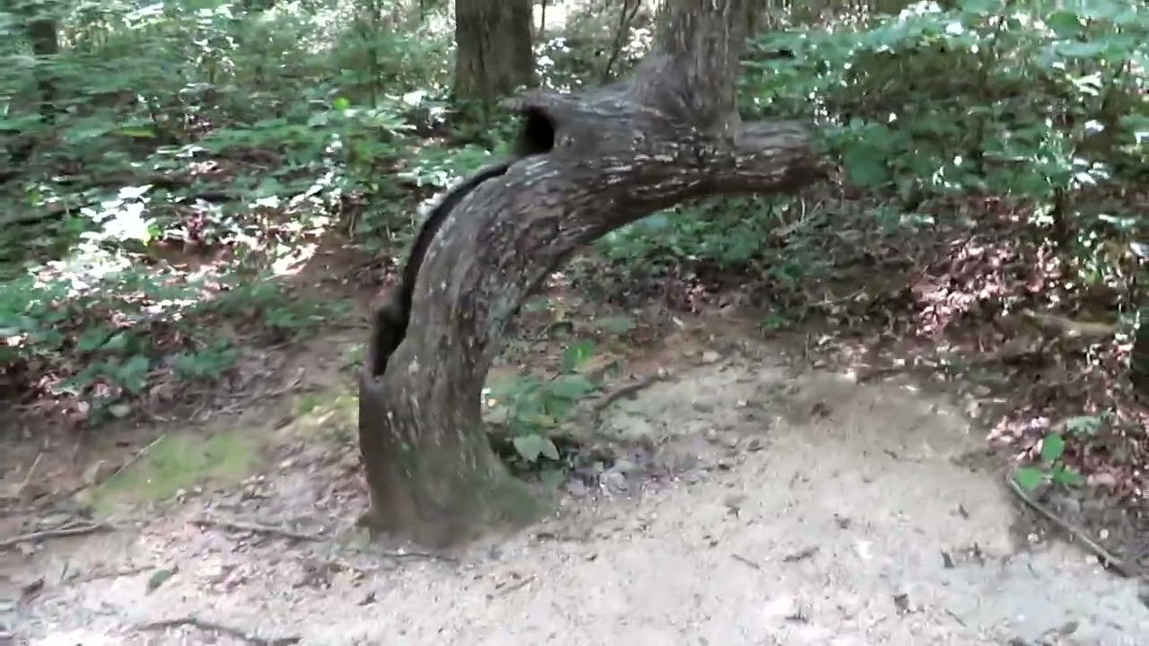 Council of Trees Trail, Red Clay State Park, TN