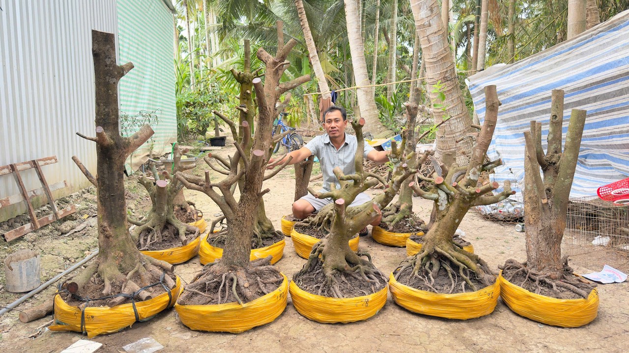 PHÔI MAI VÀNG ngày 23/O2/2026 (#0964877008 MINH ) MAI TỨ QUÝ-  @bonsai Can Tho