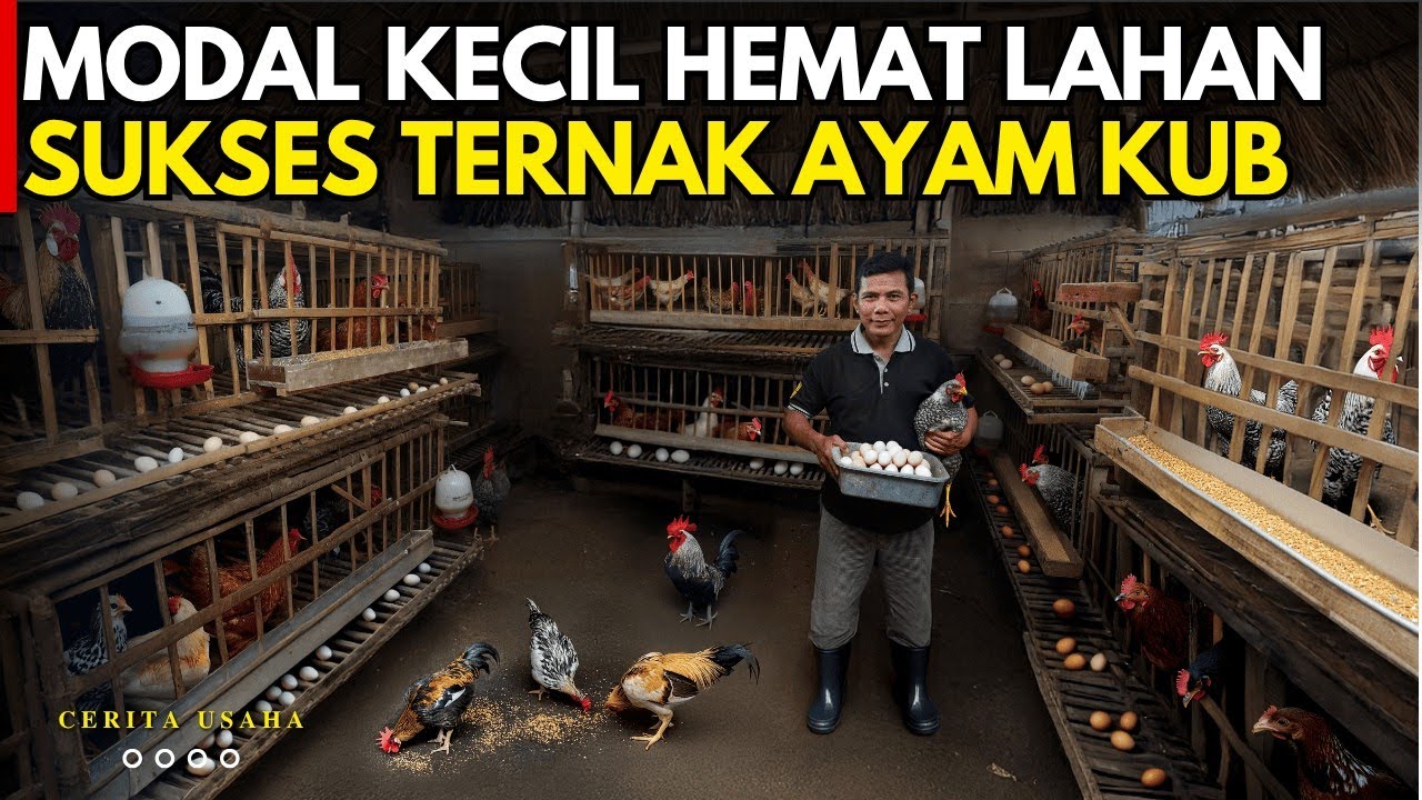 MODAL KECIL SUKSES TERNAK AYAM KUB DI LAHAN SEMPIT DAN TIDAK BAU NAMUN HASIL MAKSIMAL | CERITA USAHA