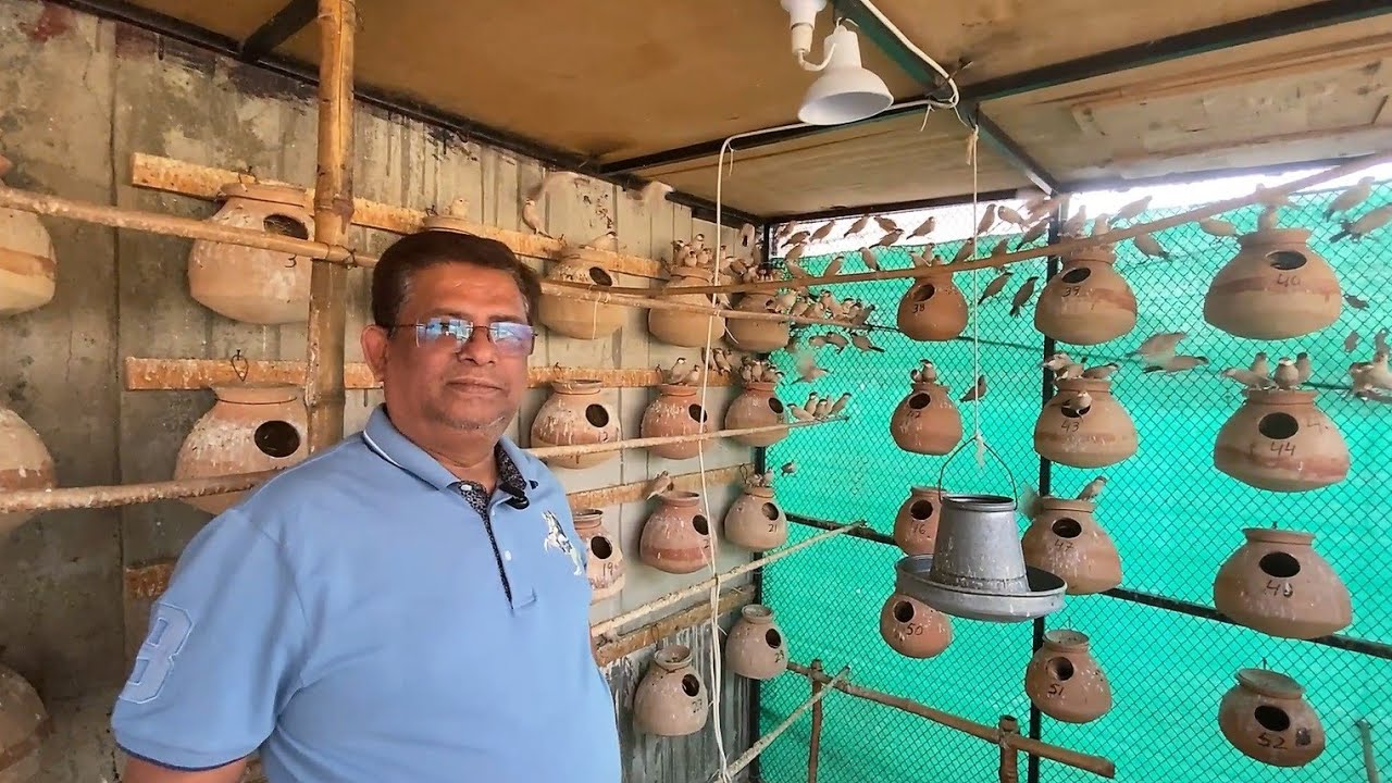 Fawn Java Sparrow Breeding Colony | Gul Bhai Setup | Java Finch Mutation