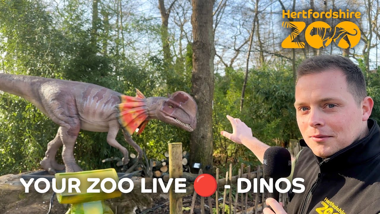 🔴 Your Zoo LIVE: Dinos